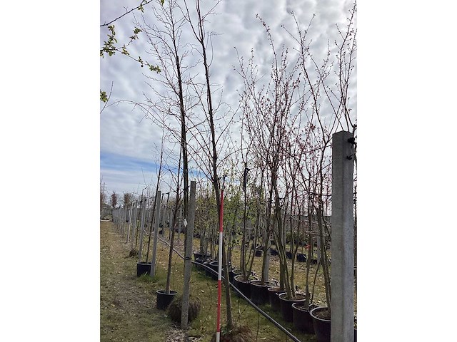 Amberboom - vormboom - afbeelding 1 van  2