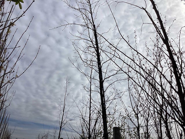 Amberboom - vormboom - afbeelding 2 van  2