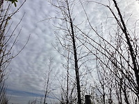 Amberboom - vormboom - afbeelding 2 van  2