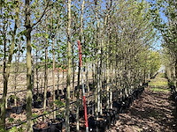 Amberboom - vormboom - afbeelding 1 van  3