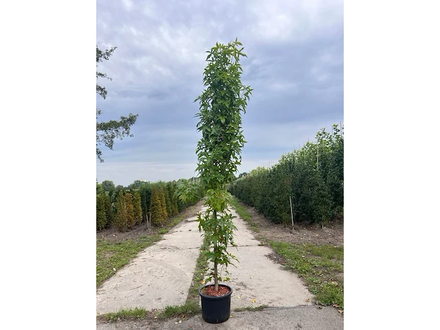 Amberboom, liquidambar 'slender silhouette', zuilvorm, herfstverkleuring, ca. 2.5-3 m hoog - afbeelding 1 van  2