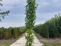 Amberboom, liquidambar 'slender silhouette', zuilvorm, herfstverkleuring, ca. 2.5-3 m hoog