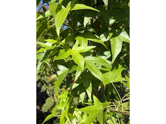 Amberboom, liquidambar 'slender silhouette', zuilvorm, herfstverkleuring, ca. 2.5-3 m hoog - afbeelding 2 van  2