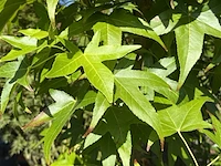 Amberboom, liquidambar 'slender silhouette', zuilvorm, herfstverkleuring, ca. 2.5-3 m hoog - afbeelding 2 van  2