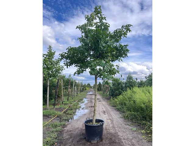 Amberboom, liquidambar styraciflua, dakvorm, herfstverkleuring, ca. 4-5 m hoog - afbeelding 1 van  1