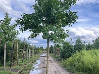 Amberboom, liquidambar styraciflua, dakvorm, herfstverkleuring, ca. 4-5 m hoog