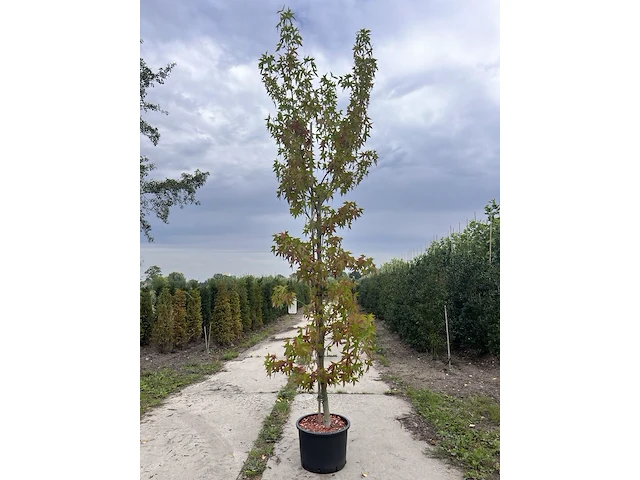 Amberboom, liquidambar styraciflua, hoogstam, herfstverkleuring, ca. 3 m hoog - afbeelding 1 van  2