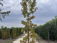 Amberboom, liquidambar styraciflua, hoogstam, herfstverkleuring, ca. 3 m hoog