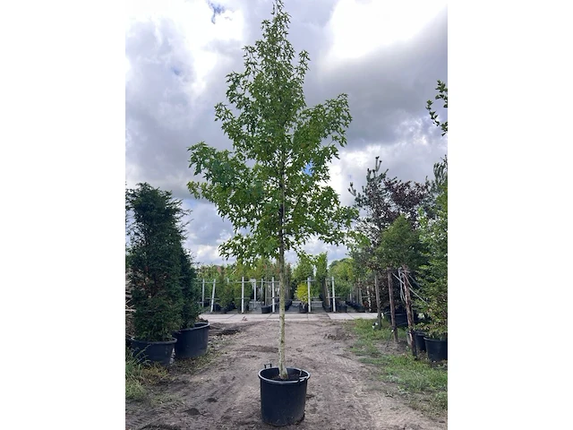 Amberboom, liquidambar styraciflua, hoogstam, herfstverkleuring, ca. 5 m hoog - afbeelding 1 van  2