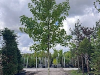 Amberboom, liquidambar styraciflua, hoogstam, herfstverkleuring, ca. 5 m hoog