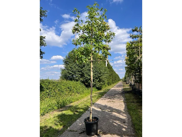 Amberboom, liquidambar styraciflua, leiboom, herfstverkleuring, ca. 180 cm stamhoogte - afbeelding 1 van  1