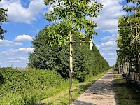 Amberboom, liquidambar styraciflua, leiboom, herfstverkleuring, ca. 180 cm stamhoogte