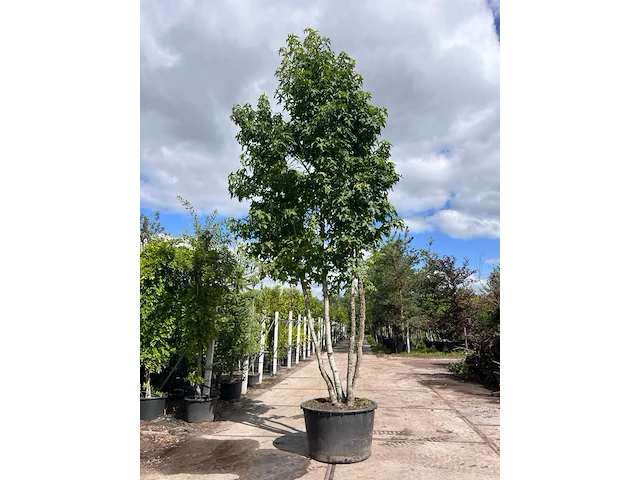Amberboom, liquidambar styraciflua, meerstammig, herfstverkleuring, ca. 5 m hoog - afbeelding 1 van  2