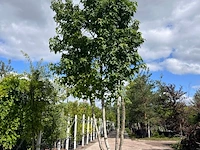 Amberboom, liquidambar styraciflua, meerstammig, herfstverkleuring, ca. 5 m hoog