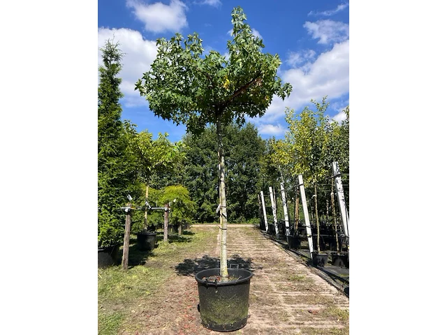Amberboom, liquidambar 'worplesdon', dakboom, herfstverkleuring, ca. 220 cm stamhoogte - afbeelding 1 van  1