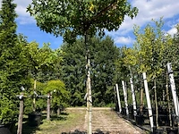 Amberboom, liquidambar 'worplesdon', dakboom, herfstverkleuring, ca. 220 cm stamhoogte