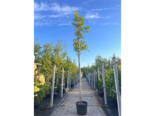 Amberboom, liquidambar 'worplesdon', hoogstam, herfstverkleuring, ca. 3.5 m hoog - afbeelding 1 van  2