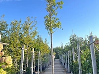 Amberboom, liquidambar 'worplesdon', hoogstam, herfstverkleuring, ca. 3.5 m hoog