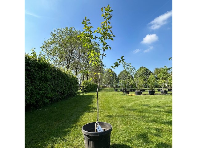 Amelancier lamarckii (krentenboom) - afbeelding 1 van  2