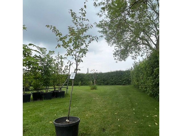 Amelancier lamarckii (krentenboom) - afbeelding 1 van  2