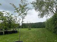 Amelancier lamarckii (krentenboom) - afbeelding 1 van  2