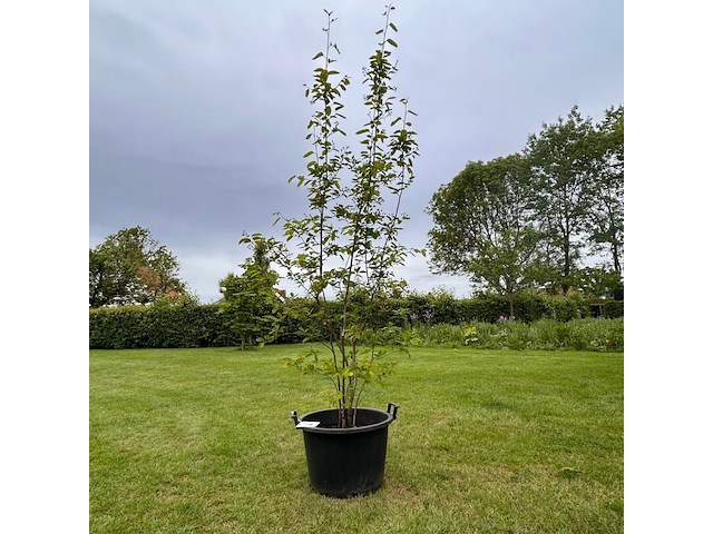 Amelancier lamarckii (krentenboom) - afbeelding 1 van  2