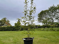 Amelancier lamarckii (krentenboom) - afbeelding 1 van  2