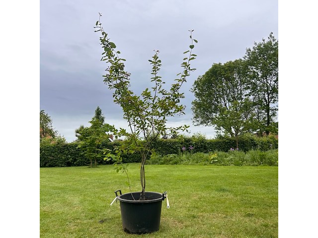 Amelancier lamarckii (krentenboom) - afbeelding 1 van  2