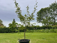 Amelancier lamarckii (krentenboom) - afbeelding 1 van  2