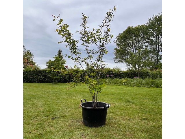 Amelancier lamarckii (krentenboom) - afbeelding 1 van  2
