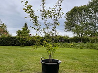 Amelancier lamarckii (krentenboom) - afbeelding 1 van  2