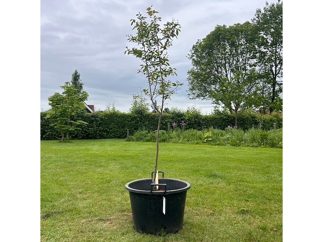 Amelancier lamarckii (krentenboom) - afbeelding 1 van  2