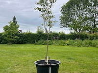 Amelancier lamarckii (krentenboom) - afbeelding 1 van  2
