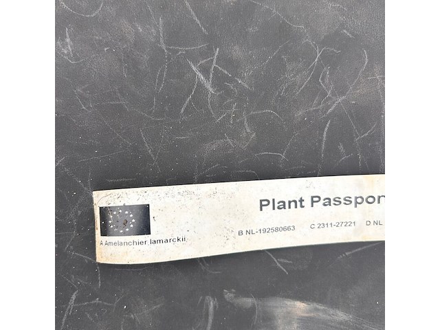 Amelancier lamarckii (krentenboom) - afbeelding 2 van  2