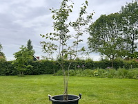 Amelancier lamarckii (krentenboom) - afbeelding 1 van  2