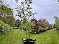 Amelancier lamarckii (krentenboom) - afbeelding 1 van  2
