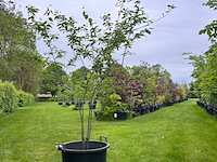 Amelancier lamarckii (krentenboom) - afbeelding 1 van  2