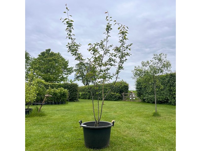 Amelancier lamarckii (krentenboom) - afbeelding 1 van  2