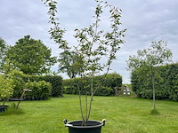 Amelancier lamarckii (krentenboom) - afbeelding 1 van  2