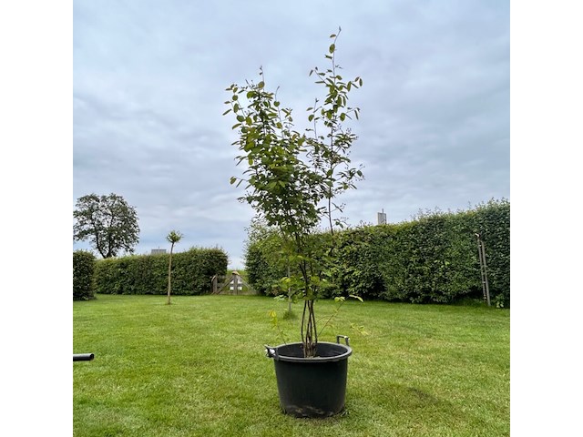 Amelancier lamarckii (krentenboom) - afbeelding 1 van  2
