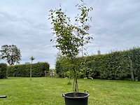 Amelancier lamarckii (krentenboom) - afbeelding 1 van  2