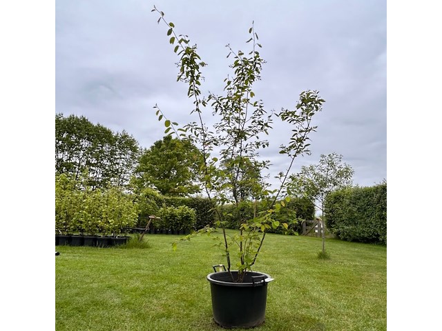 Amelancier lamarckii (krentenboom) - afbeelding 1 van  2