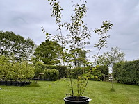 Amelancier lamarckii (krentenboom) - afbeelding 1 van  2