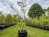 Amelancier lamarckii (krentenboom) - afbeelding 1 van  2