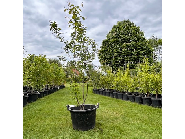 Amelancier lamarckii (krentenboom) - afbeelding 1 van  2