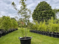 Amelancier lamarckii (krentenboom) - afbeelding 1 van  2