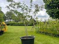 Amelancier lamarckii (krentenboom) - afbeelding 1 van  2