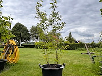 Amelancier lamarckii (krentenboom) - afbeelding 1 van  2