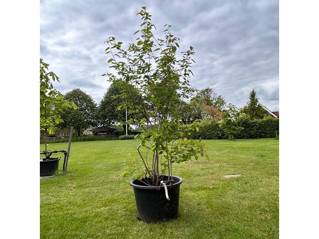 Amelancier lamarckii (krentenboom) - afbeelding 1 van  2
