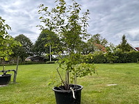 Amelancier lamarckii (krentenboom) - afbeelding 1 van  2